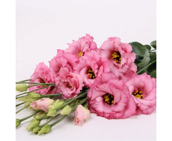 Семена Гавриш Эустома Алисса роза F1 крупноцвет. 4 шт. гранул. пробирка 1026996070 – изображение 2