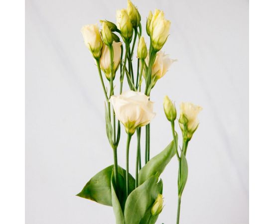 Семена Гавриш Эустома Алисса желтая F1 крупноцвет. 4 шт. гранул. пробирка 1026996075 – изображение 2