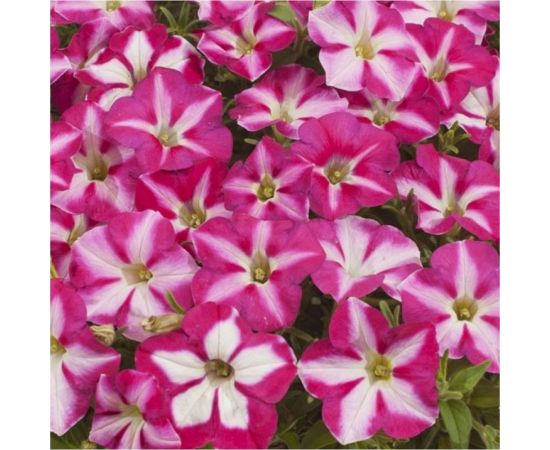 Семена Гавриш Петуния Джоконда розовая с белым F1 (Фортуния) многоцветковая, 10 шт., гранулированные, пробирка 1071857069 – изображение 2