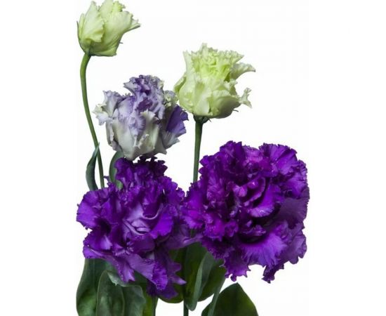 Семена Гавриш Эустома Алисса синяя F1 крупноцвет. 4 шт. гранул. пробирка 1026996078 – изображение 2