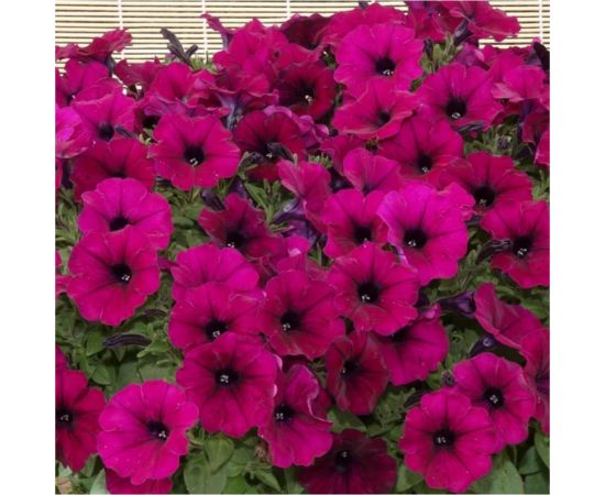 Семена Гавриш Петуния Джоконда Виолет F1 (Фортуния) многоцветковая, 7 шт., гранулированные, пробирка 1071856408 – изображение 2