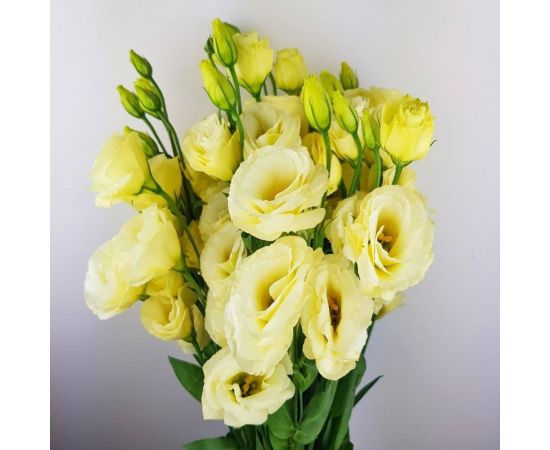 Семена Гавриш Эустома Золотая вуаль F1 крупноцвет. 4 шт. гранул. пробирка 1070008195 – изображение 2