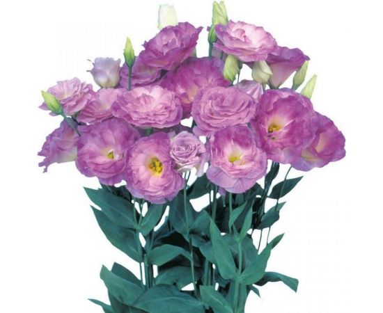 Семена Гавриш Эустома Мариачи мистический синий F1, махровая, 4 шт. гранул. пробирка 1071857442 – изображение 2