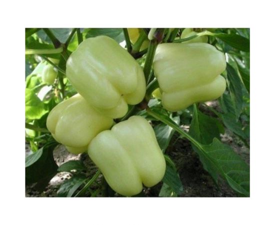 Семена ГАВРИШ Перец Беладонна F1 5 шт. (Голландия) Н19 11000458 – изображение 3