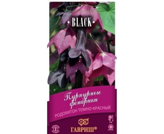 Родохитон ГАВРИШ Пурпурные фонарики 4 шт. Блэк 1071858142 