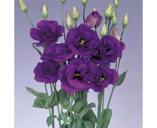 Семена Гавриш Эустома Фламенко голубая F1 5 шт. гранул. пробирка 10008193 – изображение 2