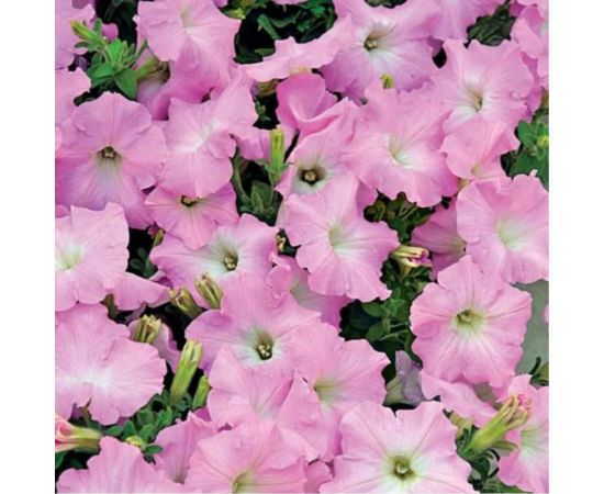 Семена Гавриш Петуния Джоконда нежно-розовая F1 (Фортуния) многоцветковая, 10 шт., гранулированные, пробирка 1071856410 – изображение 2