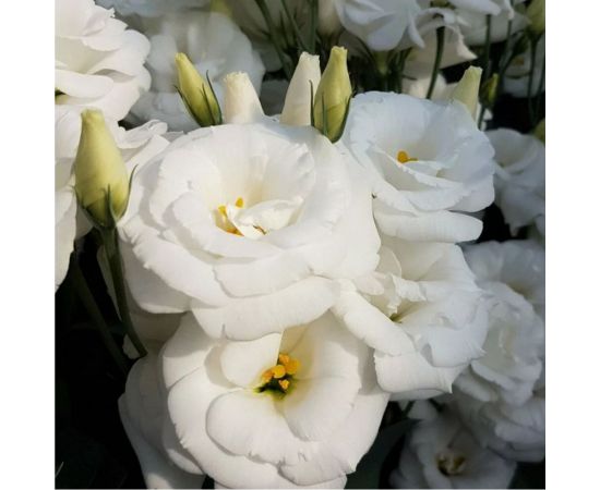 Семена Гавриш Эустома Пикколо Белая F1 крупноцвет. 4 шт. гранул. пробирка 1071857449 – изображение 2