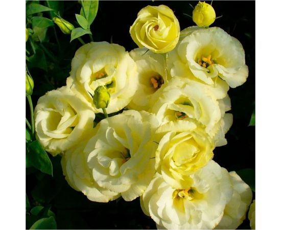 Семена Гавриш Эустома Фламенко желтая F1 4 шт. гранул. пробирка 1071857468 – изображение 2