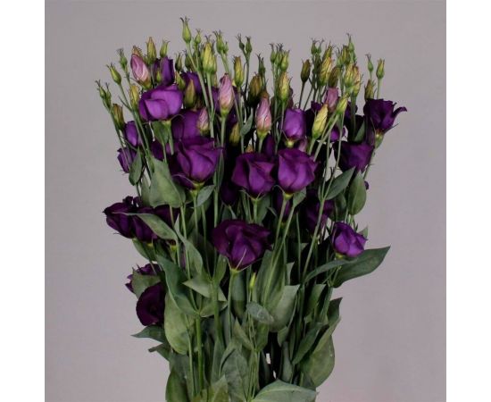 Семена Гавриш Эустома Пикколо Фиолетовая F1 крупноцвет. 4 шт. гранул. пробирка 1071857460 – изображение 3