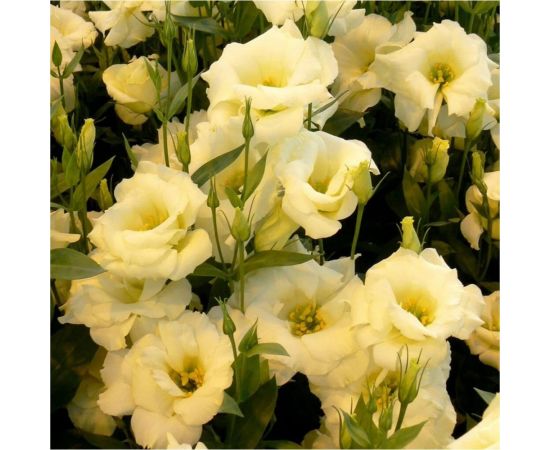 Семена Гавриш Эустома Твинки желтый F1 4 шт. гранул. пробирка 1071857464 – изображение 3