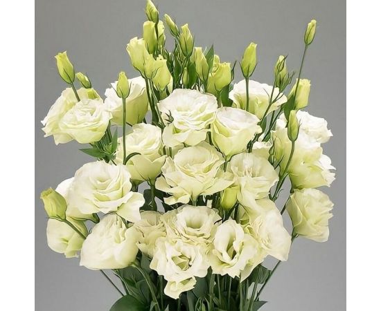 Семена Гавриш Эустома Фламенко лайм F1 5 шт. гранул. пробирка 1071857469 – изображение 3