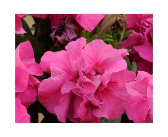 Семена ГАВРИШ Петуния Дуо розовый F1 махровые 5 шт гранулированная пробирка 1071856431 – изображение 2