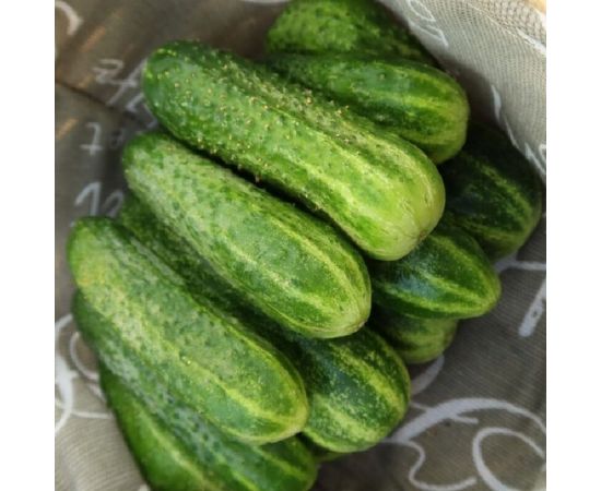 Семена огурца Гавриш Надюша F1 8 шт, Голландия 1910629 – изображение 3