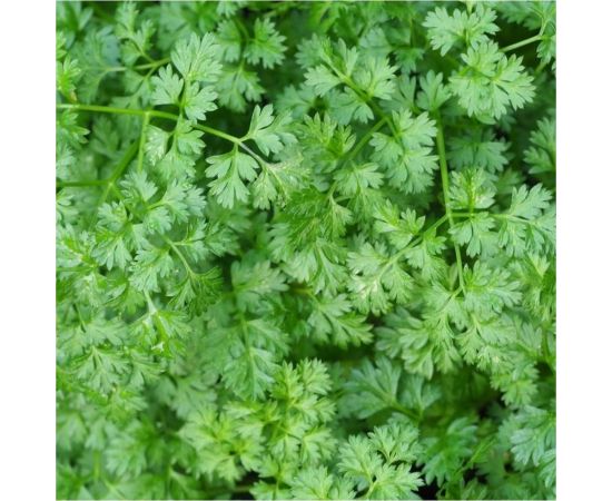 Семена ГАВРИШ Огород на подоконнике 5 г 1911559 – изображение 3