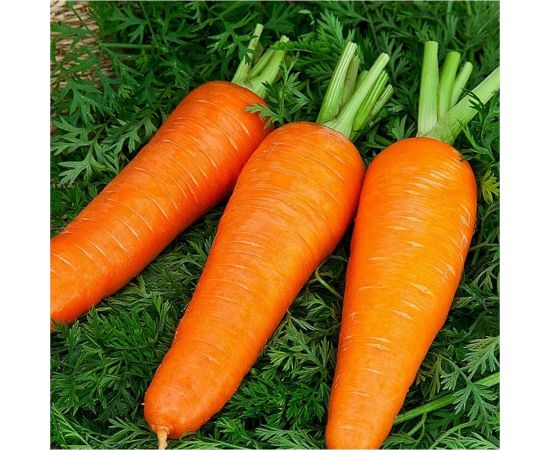 Морковь ГАВРИШ Шантенэ 2461 2.0 г 166 – изображение 3