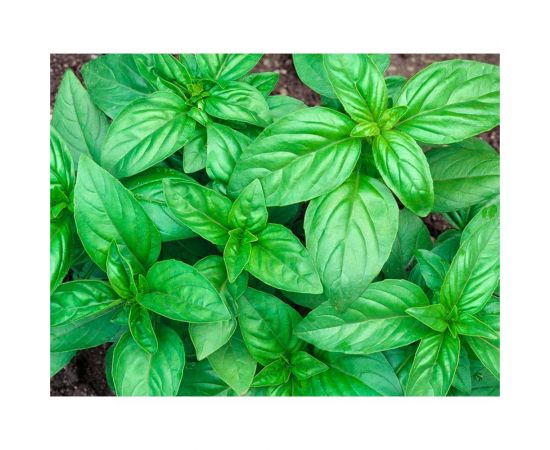 Семена ГАВРИШ Огород на подоконнике 5 г 1911559 – изображение 5