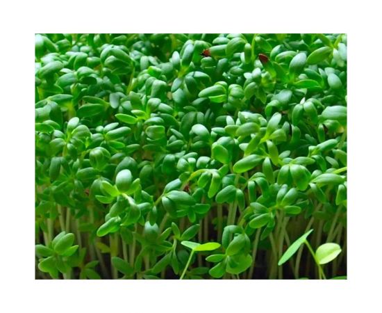 Семена ГАВРИШ Огород на подоконнике 5 г 1911559 – изображение 6