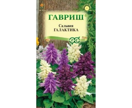 Сальвия ГАВРИШ Галактика, карликовая, смесь 6 шт 1071858175 