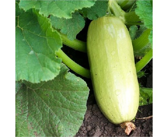 Семена Гавриш Кабачок Отличник F1 5 шт. (Германия) 191021455 – изображение 2