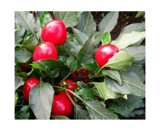 Семена ГАВРИШ Перец Конфетка F1 10 шт 2606 – изображение 2