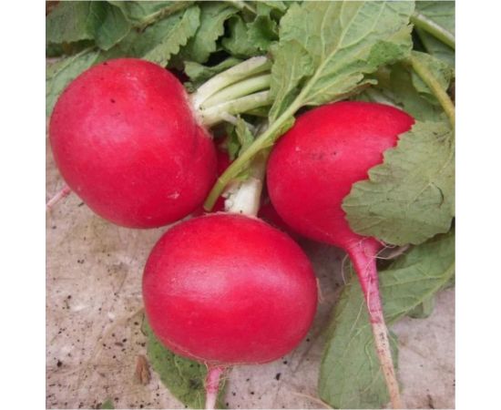 Семена Гавриш Редька Мисато Ред, китайская, дайкон, 0.5 г 1910736 – изображение 2