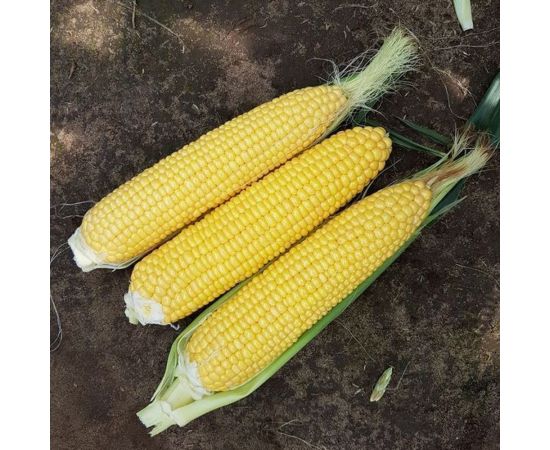Семена ГАВРИШ Кукуруза Сахарный початок 5 г 10002009 – изображение 3
