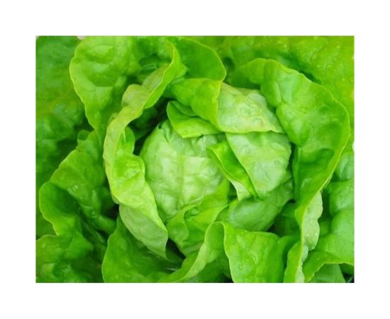 Семена ГАВРИШ Салат Лимпопо 0.5 г мини, кочанный, маслянистый 10007401 – изображение 3