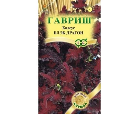 Колеус ГАВРИШ Блэк Драгон 4 шт, Элитная клумба 1071857903 