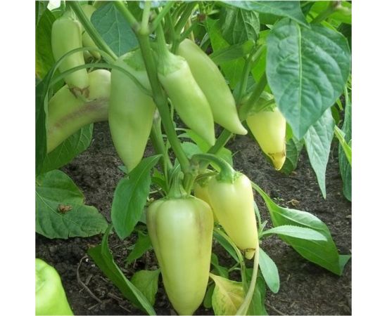 Семена ГАВРИШ Перец Белоснежка 0.1 г 1071858072 – изображение 2