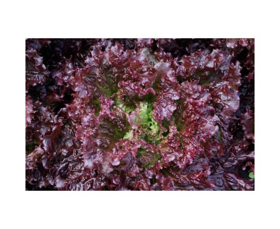 Семена Гавриш Салат Меркурий 0.5 г, красный 1071856604 – изображение 2