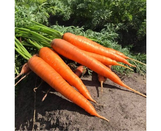 Семена Гавриш Морковь Добрыня 2.0 г 10004396 – изображение 2