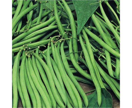 Семена ГАВРИШ Фасоль Тень на плетень 5 г 1026996569 – изображение 3