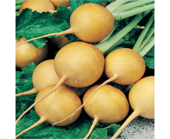 Семена репа Гавриш Голден болл Золотой шар, 0,2 г 1071856361 – изображение 2