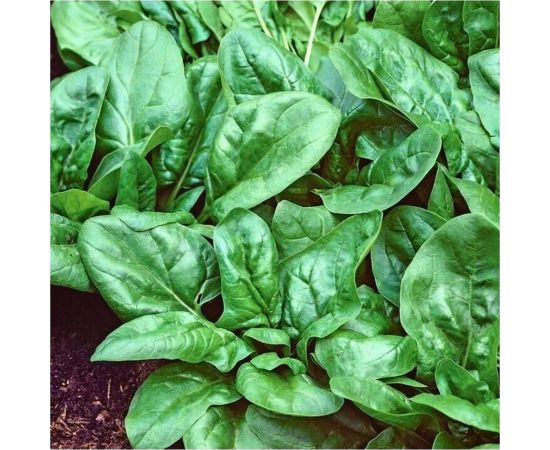 Шпинат ГАВРИШ Матадор 2.0 г 1494 – изображение 3