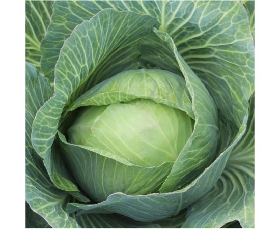Семена капусты Гавриш белокочанная Надежда 0,1 г, для квашения 1071856489 – изображение 2