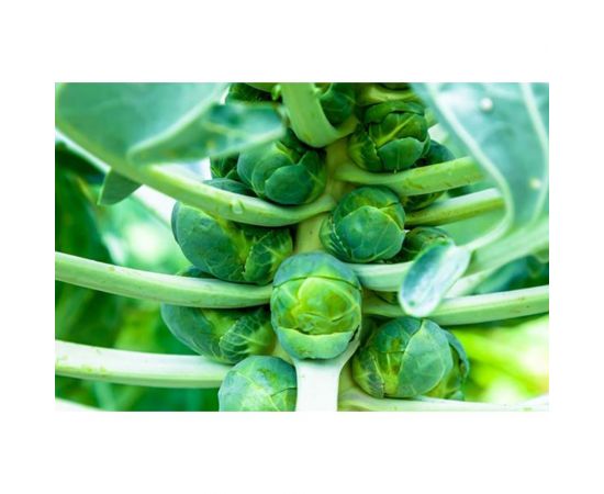 Семена ГАВРИШ Капуста брюссельская Командор 0.2 г 4601618 – изображение 2