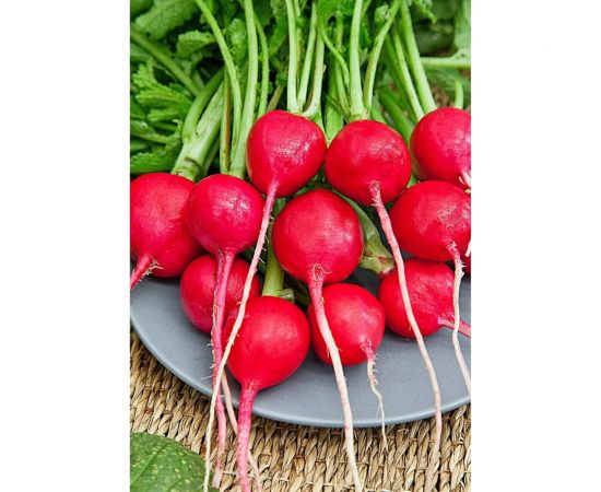 Редис ГАВРИШ Родос Германия 2.0 г 3340 – изображение 2