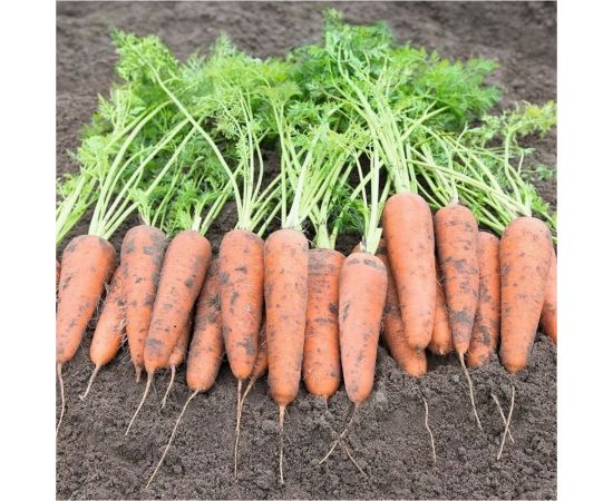 Морковь ГАВРИШ Нантская красная 2.0 г 191223045 – изображение 4