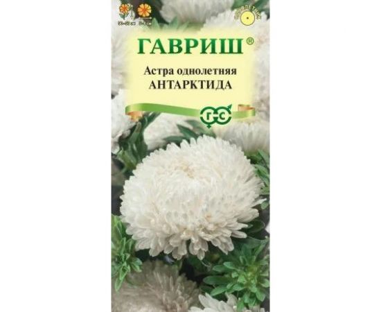 Семена ГАВРИШ Астра Антарктида, однолетняя (пионовидная белая), 0.3 г 002698 