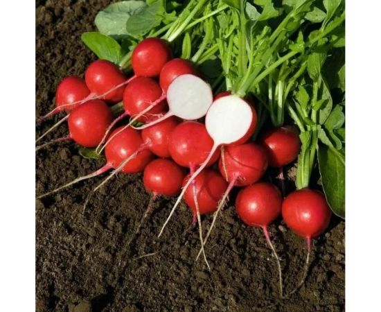 Семена ГАВРИШ Редис Заря 3.0 г 1912236321 – изображение 2