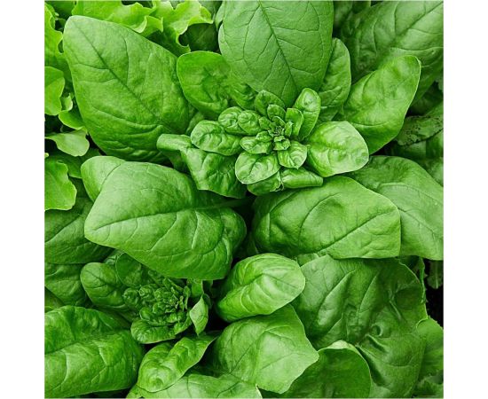 Семена Гавриш Шпинат Крепыш 2 г 10006327 – изображение 2