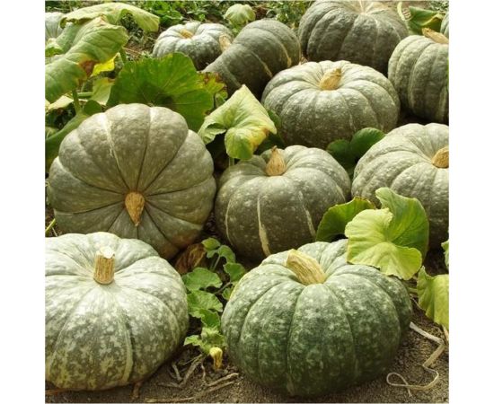 Семена Гавриш Тыква Зимняя сладкая 2 г 1399 – изображение 2