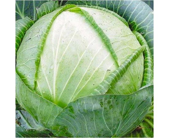 Семена ГАВРИШ Капуста белокочанная Белорусская 455 0.1 г для квашения 1071856464 – изображение 2