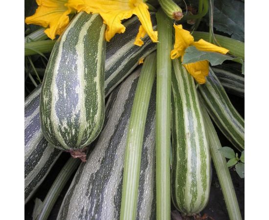 Семена Гавриш Кабачок Зебра 2 г 10006246 – изображение 2