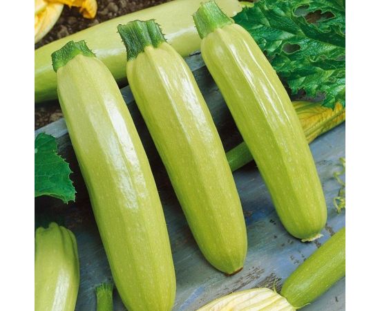Белоплодный кабачок АЭЛИТА Дядя Федор 1г 00-00572627 – изображение 2
