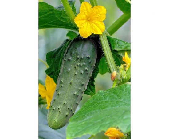 АЭЛИТА Огурец Шпингалет F1 Парт 10шт Аэлита 00-00593610 – изображение 2