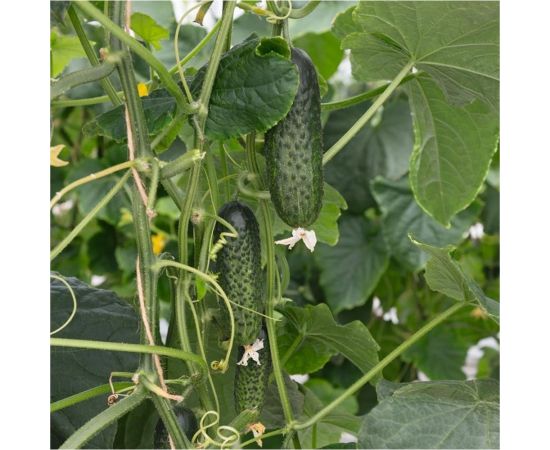 Огурец ГАВРИШ Конкурент 0.5 г 4929 – изображение 3