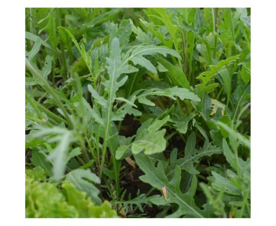 Индау (руккола) АЭЛИТА Красотка 0,3г 00-00578942 – изображение 3