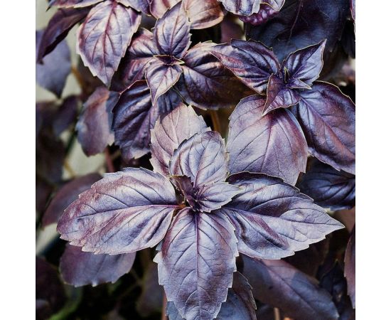 Базилик овощной АЭЛИТА Ереванский Пряный, 0,3г 00-00570645 – изображение 2